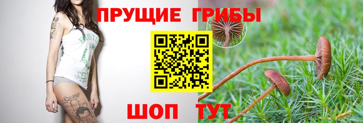 Псилоцибиновые грибы Psilocybe  Галлюциногенные грибы Cubensis  Вход с VPN  Ржев 